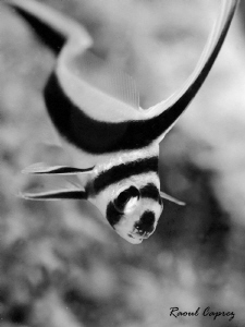 Chhttttt ...  I have just broken out of jail ! by Raoul Caprez 